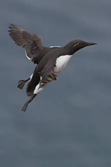 European Birds In Flight Stampe: Common Murre