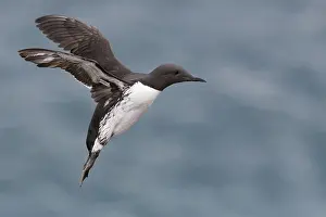 Wildlife Animals Stampe: Common Murre