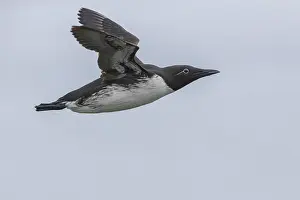 Wildlife Nature Images Stampe: Common Murre
