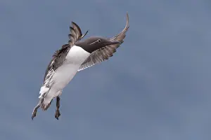 Charadriiformes Species Pictures Stampe: Common Murre