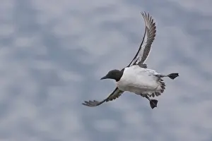 Nature Photography Birds Stampe: Common Murre
