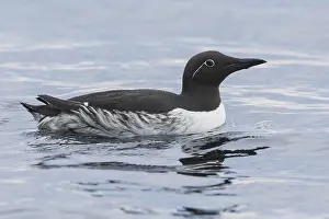Adult Bird Species Stampe: Common Murre