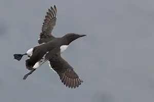 Wildlife Animals Stampe: Common Murre