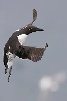 European Bird Stampe: Common Murre