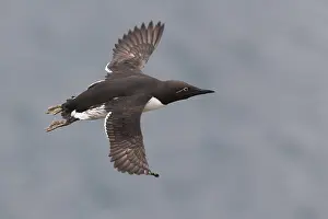 Nature Photography Birds Stampe: Common Murre