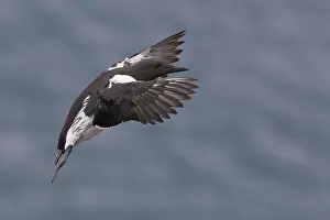 European Seabirds In Flight Stampe: Common Murre