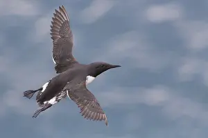 Charadriiformes Species List Stampe: Common Murre