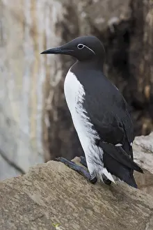 Wildlife Nature Photos Stampe: Common Murre