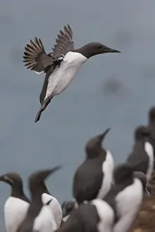 Vertical Bird Images Stampe: Common Murre