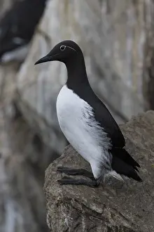 Vertical Bird Images Stampe: Common Murre