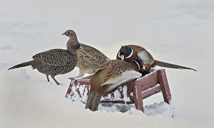 Common Pheasant Images Stampe: Common Pheasant, Phasianus colchicus