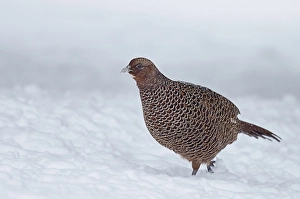 Common Pheasant Habitat Stampe: Common Pheasant, Phasianus colchicus