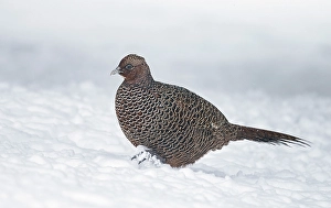 Common Pheasant Images Stampe: Common Pheasant, Phasianus colchicus