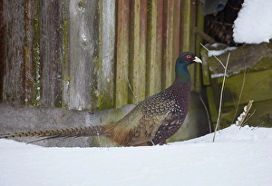 Phasianus Colchicus Images Stampe: Common Pheasant, Phasianus colchicus