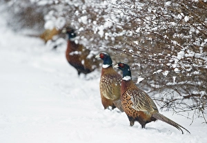 Phasianus Colchicus Images Stampe: Common Pheasant, Phasianus colchicus