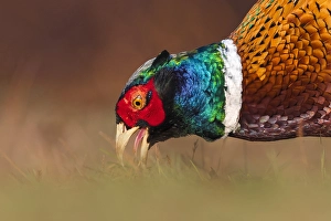 Phasianus Colchicus Images Stampe: Common Pheasant, Phasianus colchicus