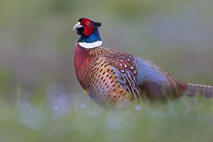 Phasianus Colchicus Images Stampe: Common Pheasant, Phasianus colchicus