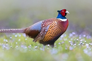 Wild Animal In Nature Stampe: Common Pheasant, Phasianus colchicus