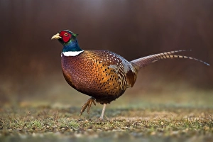 Common Pheasant Images Stampe: Common Pheasant, Phasianus colchicus