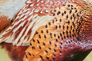 Common Pheasant Images Stampe: Common Pheasant, Phasianus colchicus