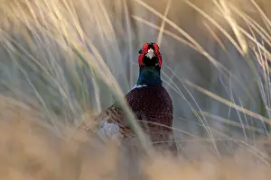 Phasianus Colchicus Species Stampe: Common Pheasant, Phasianus colchicus