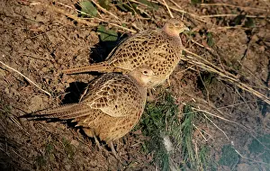 Outdoor Nature Scenes Stampe: Common Pheasant, Phasianus colchicus
