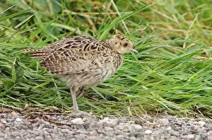 Phasianus Colchicus Stampe: Common Pheasant, Phasianus colchicus