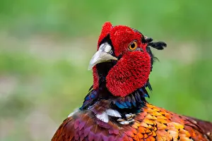 Phasianus Colchicus Images Stampe: Common, Pheasant; Phasianus colchicus