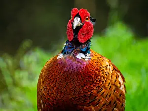 Phasianus Colchicus Images Stampe: Common, Pheasant; Phasianus colchicus