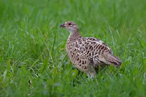 Common Pheasant Species Stampe: Common pheasant Phasianus colchicus