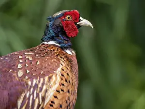 European Pheasant Stampe: Common Pheasant, Phasianus colchicus