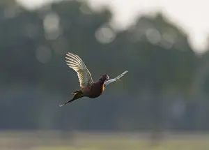 Birds In Flight Europe Stampe: Common Pheasant;Phasianus colchicus