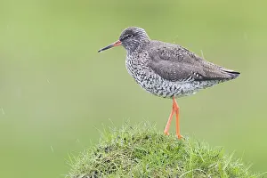 Common Redshank Species Stampe: Common Redshank
