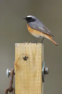 Common Redstart Bird Stampe: Common Redstart