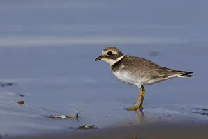 Nature Wildlife Images Stampe: Common Ringed Plover