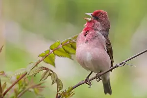 Singing Bird Species Stampe: Common Rosefinch