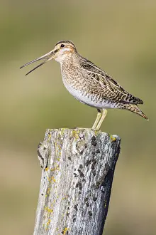 Common Snipe Stampe: Common Snipe