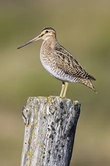 Wader Bird Species Stampe: Common Snipe