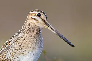 Wild Animal Portrait Photography Stampe: Common Snipe