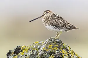 Shorebird Species Stampe: Common Snipe