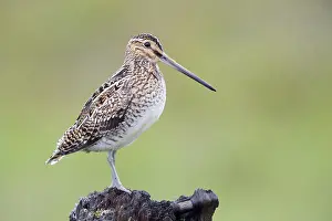 Charadriiformes Order Birds Stampe: Common Snipe
