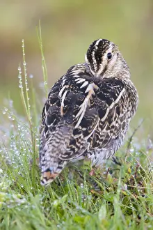 Charadriiformes Species List Stampe: Common Snipe