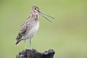 Shorebird Species Stampe: Common Snipe