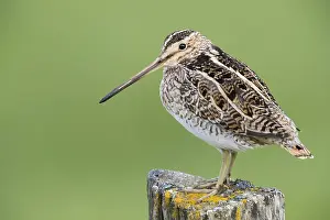 Charadriiformes Species List Stampe: Common Snipe