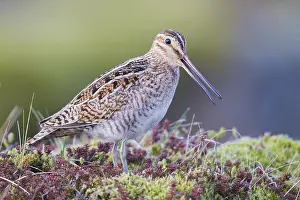 Shorebird Species Stampe: Common Snipe