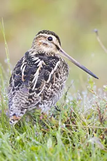 Snipe Bird Species Stampe: Common Snipe
