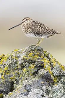 Snipe Bird Species Stampe: Common Snipe