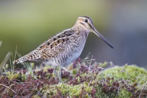 Shorebird Species Stampe: Common Snipe