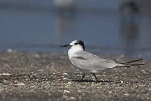 Charadriiformes Species List Stampe: Common Tern