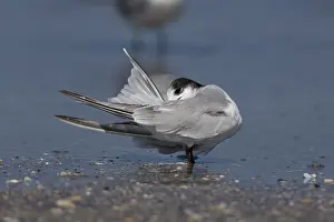 Sterna Hirundo Images Stampe: Common Tern